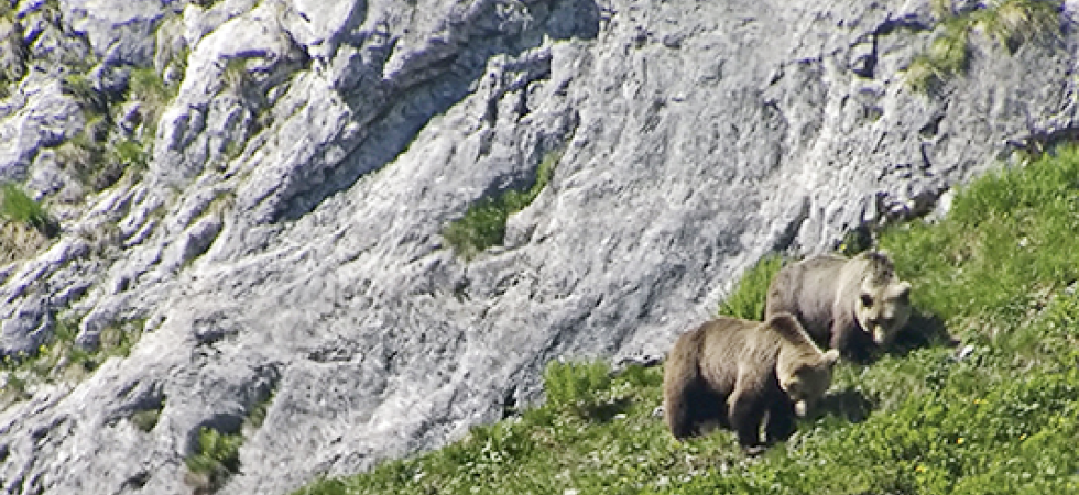 Orsi in Trentino, i danni maggiori per i rami dei ciliegi